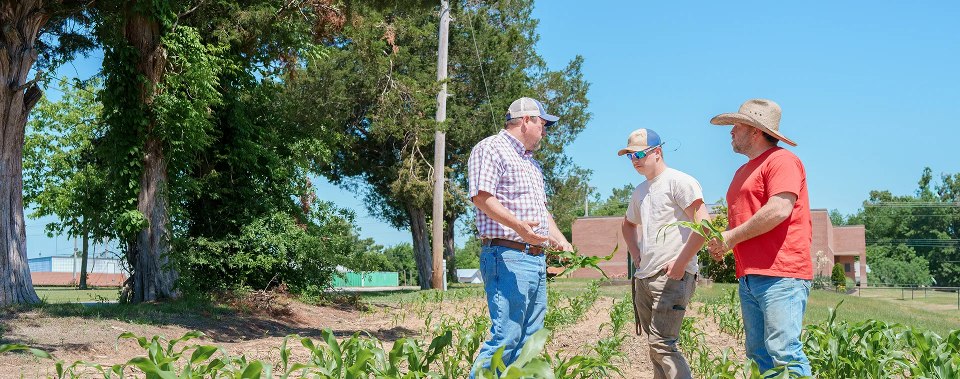 Three people stand in a cornfield, holding young plants and talking near large trees and a building.